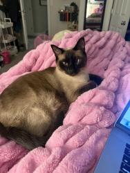 Reunited Male Cat last seen Talons Cove Golf Course, Saratoga Springs, UT 84045