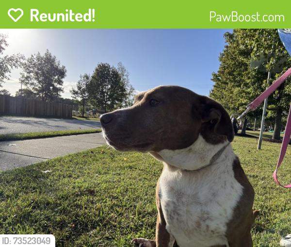Reunited Female Dog last seen Westwood Ct, New Bern, NC, New Bern, NC 28562