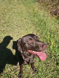 Found/Stray Male Dog last seen Powell Farm Rd Lillington, Lillington, NC 27546