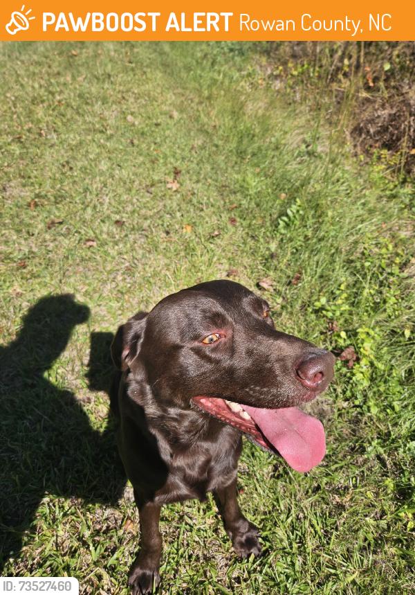 Found/Stray Male Dog last seen Powell Farm Rd Lillington, Lillington, NC 27546