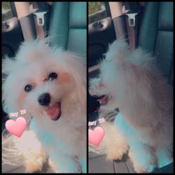 Reunited Male Dog last seen Sebastian street, Jackson, TN 38305