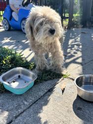 Reunited Female Dog last seen Near E 90th St, Los Angeles, CA 90002, USA, Los Angeles, CA 90002