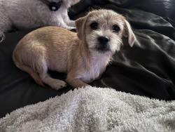 Found/Stray Male Dog last seen oelkers and probandt, San Antonio, TX 78204