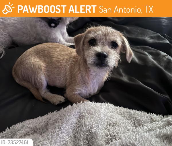 Found/Stray Male Dog last seen oelkers and probandt, San Antonio, TX 78204