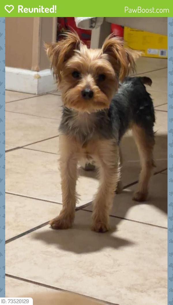 Reunited Male Dog last seen Silver Fox, Albuquerque, NM 87105