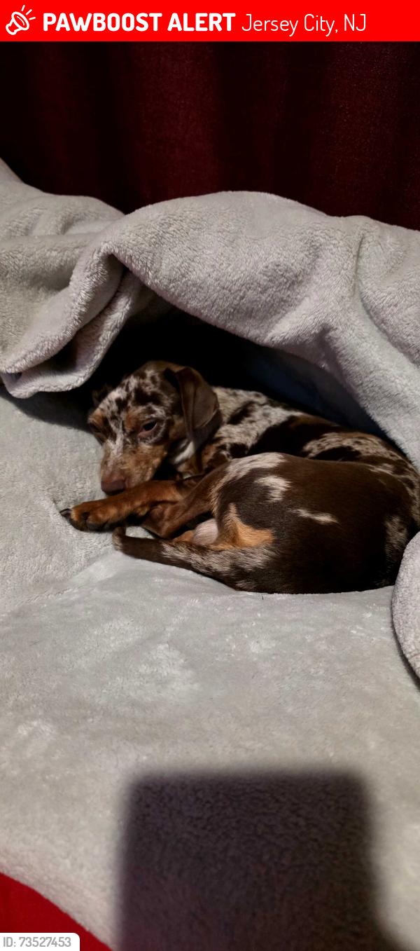 Lost Male Dog last seen Princeton st, Jersey City, NJ 07305