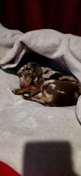 Lost Male Dog last seen Princeton st, Jersey City, NJ 07305