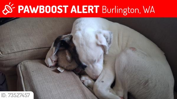 Lost Male Dog last seen Hulbush , fairhaven, Burlington, WA 98233