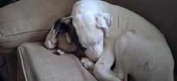 Lost Male Dog last seen Hulbush , fairhaven, Burlington, WA 98233