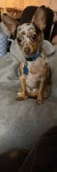 Reunited Male Dog last seen Lowe’s, Quality Inn, New Iberia, LA 70560