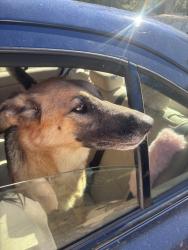 Found/Stray Female Dog last seen Near highway 42 Ellenwood ga, Ellenwood, GA 30294