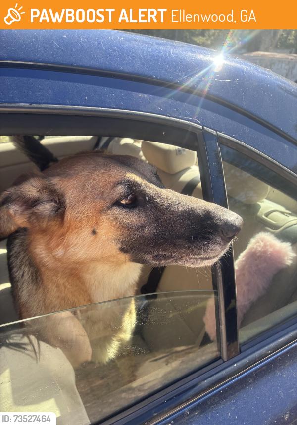 Found/Stray Female Dog last seen Near highway 42 Ellenwood ga, Ellenwood, GA 30294