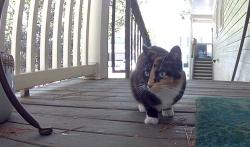 Found/Stray Unknown Cat last seen St. Andrews Pkwy, Johns Creek, GA 30005
