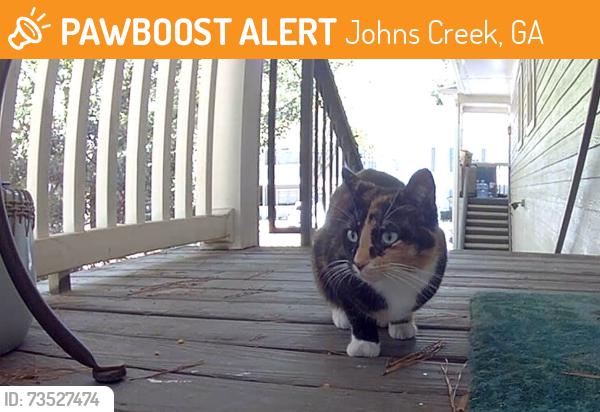Found/Stray Unknown Cat last seen St. Andrews Pkwy, Johns Creek, GA 30005