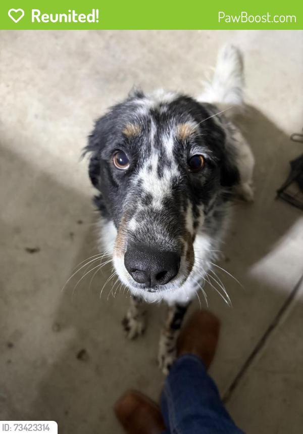 Reunited Male Dog last seen Sheppard and cedar, Fresno, CA 93720