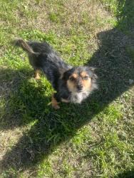 Lost Male Dog last seen Gulf Bank And Rosslyn, Houston, TX 77040