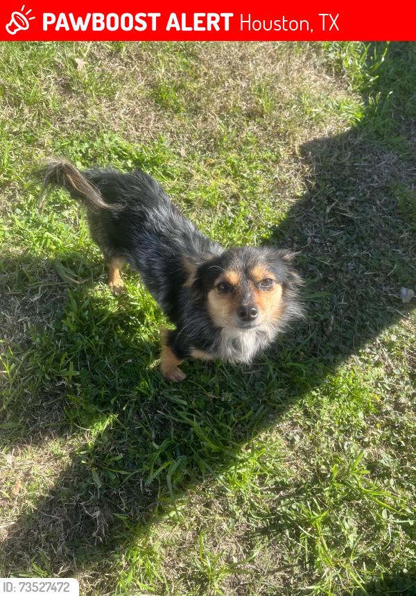 Lost Male Dog last seen Gulf Bank And Rosslyn, Houston, TX 77040