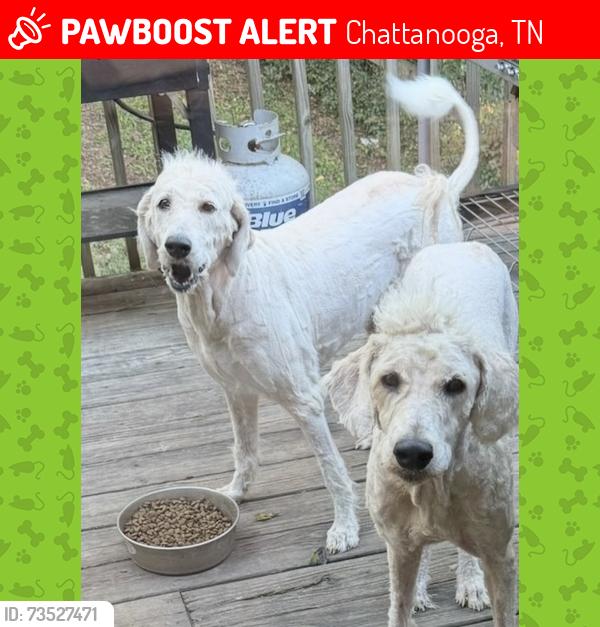 Lost Female Dog last seen Behind the old Save A Lot location, Chattanooga, TN 37415