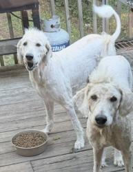 Lost Female Dog last seen Behind the old Save A Lot location, Chattanooga, TN 37415