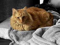 Lost Male Cat last seen S Garfield St and E 8th Ave, Spokane, WA 99202