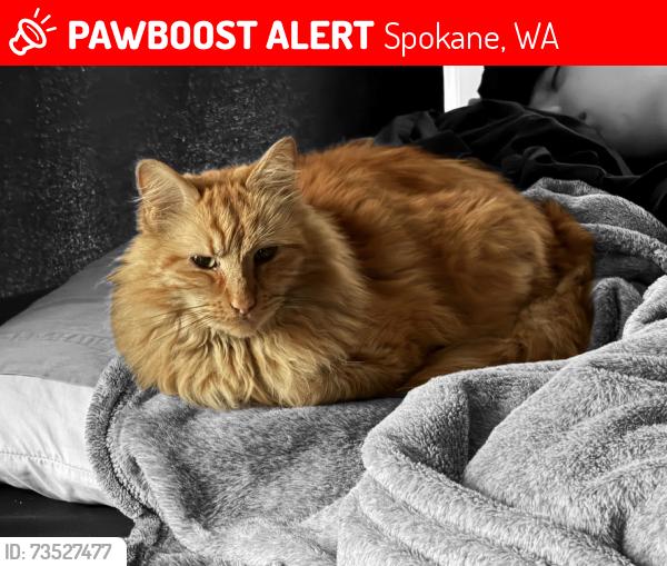Lost Male Cat last seen S Garfield St and E 8th Ave, Spokane, WA 99202
