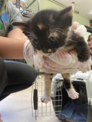 Shelter Stray Female Cat last seen Out of Town, 211 Kind Hearts Wy, Burnsville, NC 28714, USA