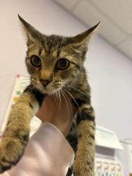 Shelter Stray Female Cat last seen Bexar County, 3353 Morningside Dr, New Braunfels, TX 78132, USA