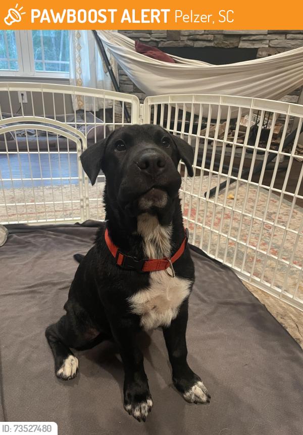 Found/Stray Male Dog last seen Food Lion Pelzer, Pelzer, SC 29669
