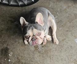 Lost Male Dog last seen Rudd and Dillard, Fort Worth, TX 76105