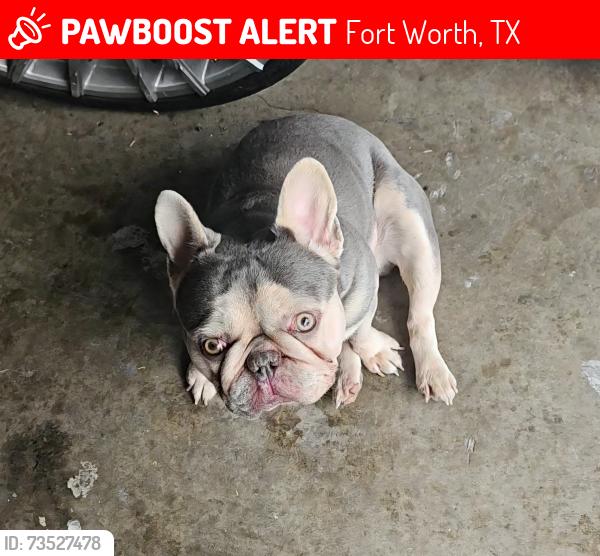 Lost Male Dog last seen Rudd and Dillard, Fort Worth, TX 76105