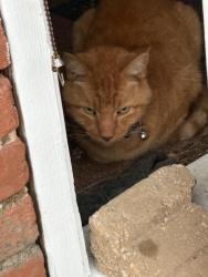 Found/Stray Unknown Cat last seen Last block of Rutledge St near Ivey, Spartanburg, SC 29302