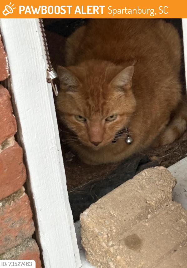 Found/Stray Unknown Cat last seen Last block of Rutledge St near Ivey, Spartanburg, SC 29302