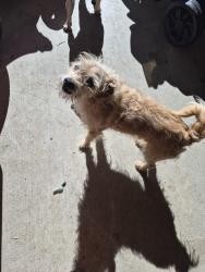 Lost Male Dog last seen 20th st east Ave i Lancaster ca, Lancaster, CA 93535