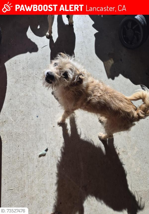 Lost Male Dog last seen 20th st east Ave i Lancaster ca, Lancaster, CA 93535