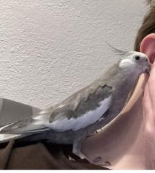 Lost Male Bird last seen Starbucks, Miami, FL 33184