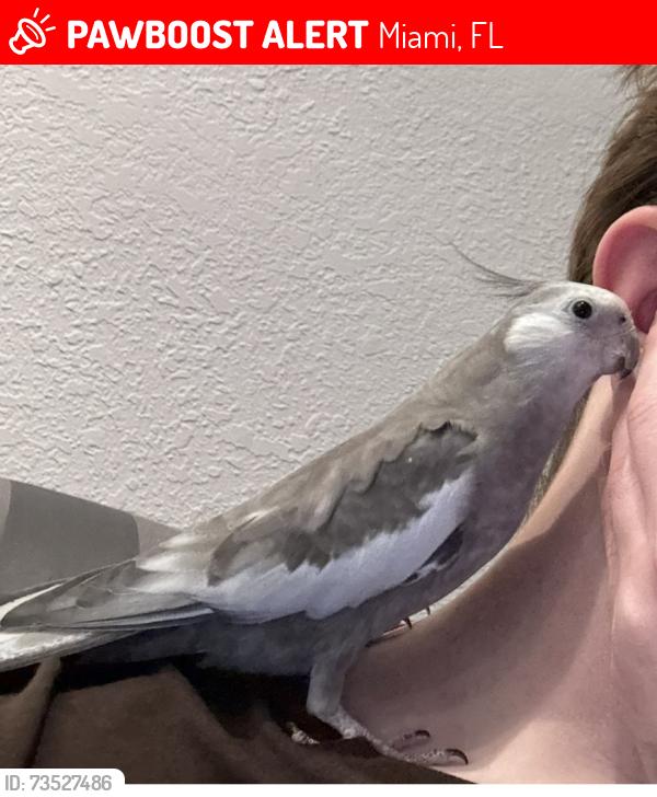 Lost Male Bird last seen Starbucks, Miami, FL 33184