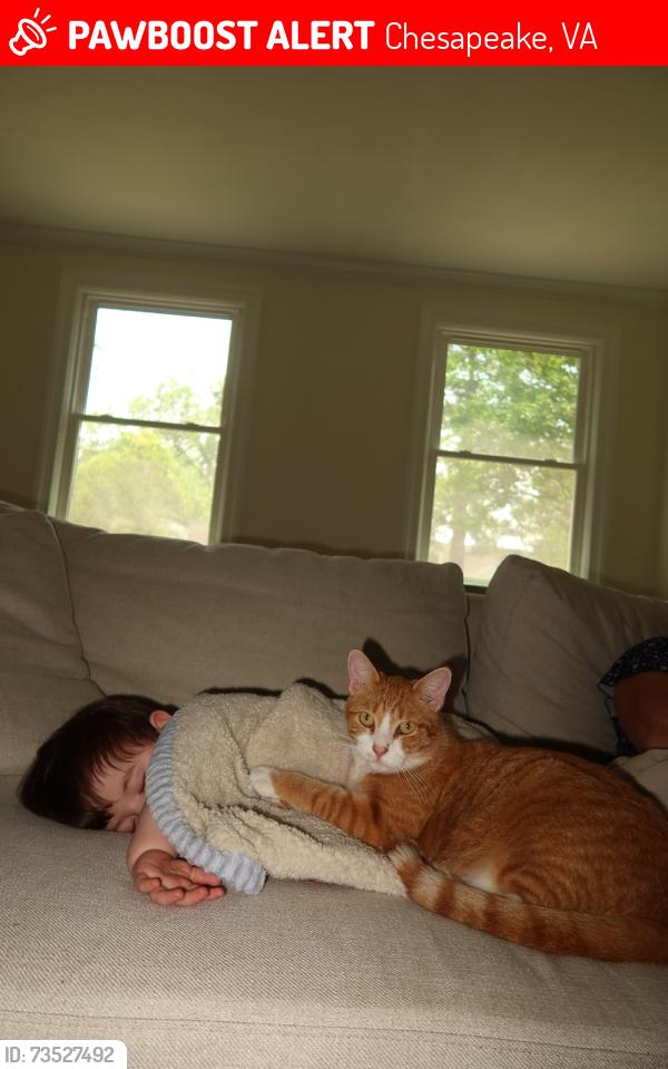 Lost Male Cat last seen dollar general, Chesapeake, VA 23324