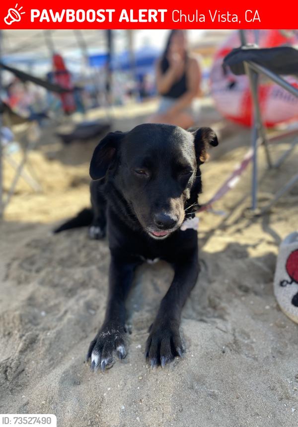 Lost Female Dog last seen East j street, Chula Vista, CA 91910