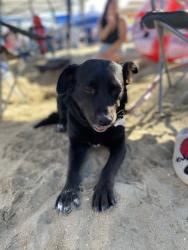 Lost Female Dog last seen East j street, Chula Vista, CA 91910