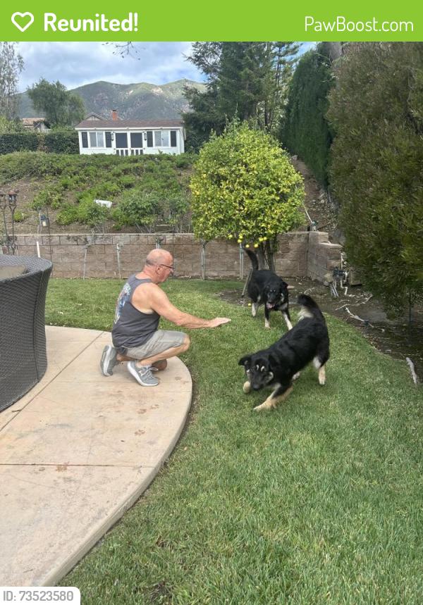 Reunited Female Dog last seen Archibald / Whirlaway, Rancho Cucamonga, CA 91701