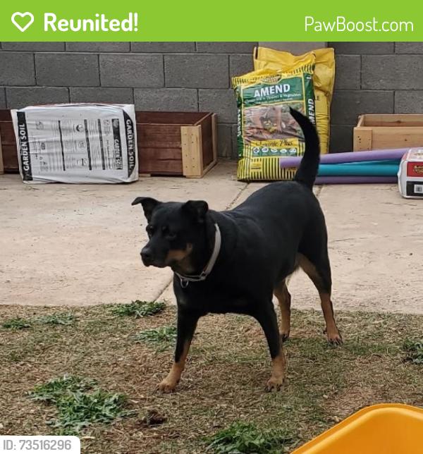 Reunited Female Dog last seen Leaf Verde RV Park, Buckeye, AZ 85326