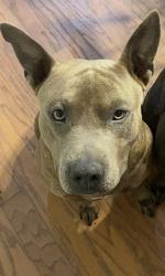 Lost Male Dog last seen Field behind Walnut street, Whitesboro, TX 76273