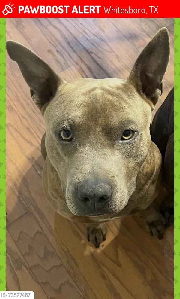 Lost Male Dog last seen Field behind Walnut street, Whitesboro, TX 76273
