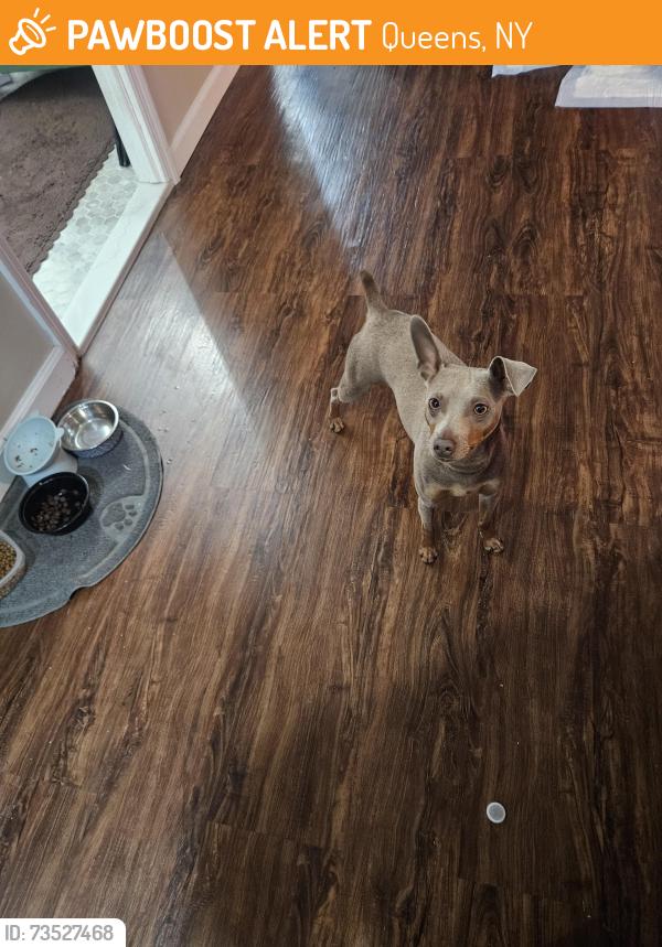 Found/Stray Male Dog last seen Near st and Memphis Ave, Queens, NY 11422