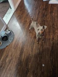 Found/Stray Male Dog last seen Near st and Memphis Ave, Queens, NY 11422