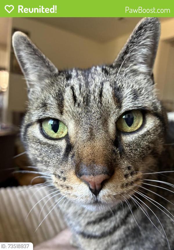 Reunited Male Cat last seen University Place Pierce County Library, University Place, WA 98466