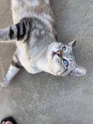 Reunited Unknown Cat last seen Teague Cedar, Fresno, CA 93720