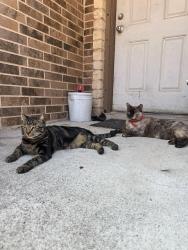 Reunited Female Cat last seen Near S Palm dr, Pharr, TX 78577
