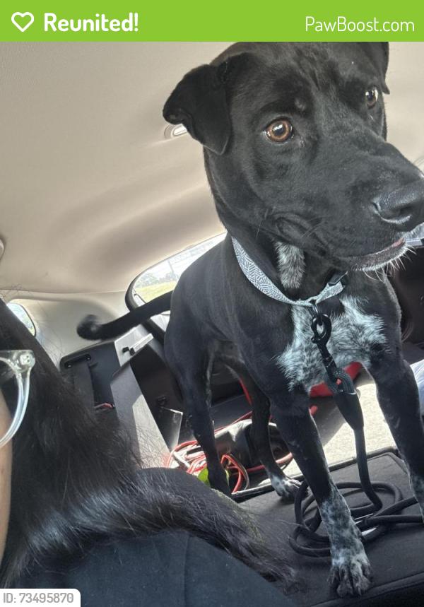 Reunited Male Dog last seen La dirección marcada, Ennis, TX 75119