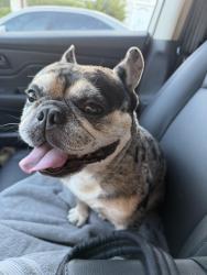 Reunited Male Dog last seen Cortez court & Buchanan, Antioch, CA 94509